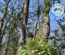 France Relance Renouvellement forestier : ouverture des guichets pour le dépôt des dossiers 